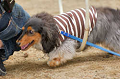 DoggyPark_A-183_thumb.png