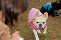 DoggyPark_A-184_thumb.png