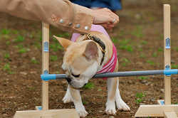 DoggyPark_A-185.jpg