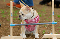 DoggyPark_A-186_thumb.png