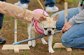 DoggyPark_A-187_thumb.png