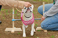 DoggyPark_A-188_thumb.png