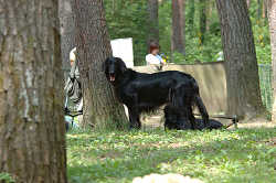 DoggyPark_B-192.jpg