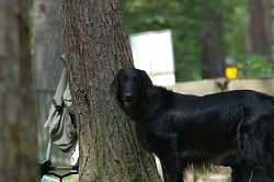 DoggyPark_B-193.jpg