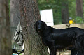 DoggyPark_B-193_thumb.png