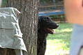 DoggyPark_B-194_thumb.png