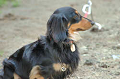 DoggyPark_B-196_thumb.png