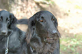 DoggyPark_B-197_thumb.png