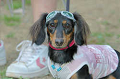 DoggyPark_B-198_thumb.png