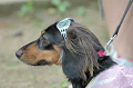 DoggyPark_B-199_thumb.png