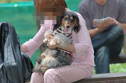 DoggyPark_B-200.jpg