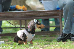 DoggyPark_B-201.jpg