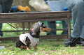 DoggyPark_B-201_thumb.png
