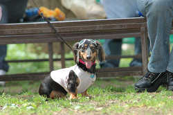 DoggyPark_B-202.jpg