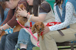 DoggyPark_B-204.jpg