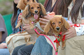DoggyPark_B-205_thumb.png