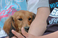 DoggyPark_B-207_thumb.png