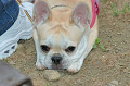 DoggyPark_B-208_thumb.png