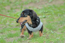 DoggyPark_B-209.jpg