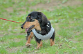 DoggyPark_B-209_thumb.png