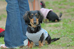 DoggyPark_B-210.jpg