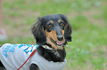 DoggyPark_B-211_thumb.png