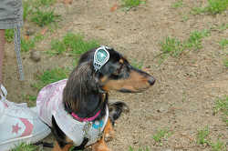 DoggyPark_B-212.jpg