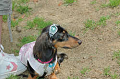 DoggyPark_B-212_thumb.png