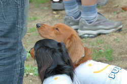 DoggyPark_B-213.jpg