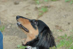 DoggyPark_B-214.jpg