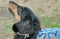 DoggyPark_B-215_thumb.png