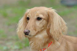 DoggyPark_B-216.jpg