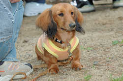 DoggyPark_B-217.jpg