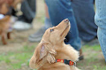 DoggyPark_B-218_thumb.png