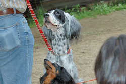 DoggyPark_B-219.jpg