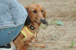 DoggyPark_B-220.jpg