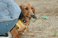 DoggyPark_B-220_thumb.png