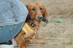DoggyPark_B-221.jpg