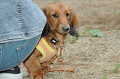 DoggyPark_B-221_thumb.png