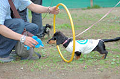 DoggyPark_B-222_thumb.png