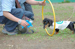 DoggyPark_B-223.jpg
