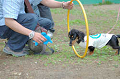 DoggyPark_B-223_thumb.png