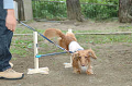 DoggyPark_B-224_thumb.png