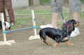 DoggyPark_B-225_thumb.png