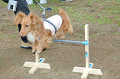 DoggyPark_B-226_thumb.png