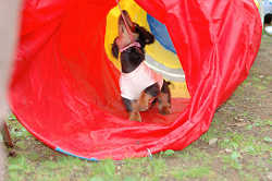 DoggyPark_B-227.jpg