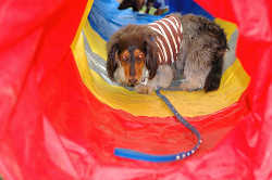 DoggyPark_B-228.jpg