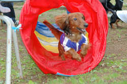 DoggyPark_B-229.jpg