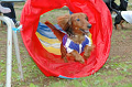 DoggyPark_B-229_thumb.png