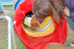 DoggyPark_B-230.jpg